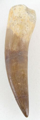 Fossil Plesiosaur Tooth - Morocco #38640